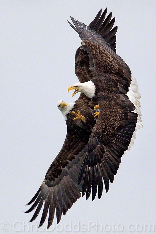 Photo:  Bald eagles fight